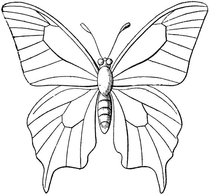 Mariposa #6282