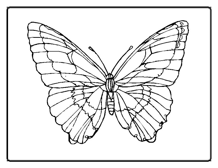 Mariposa #6287