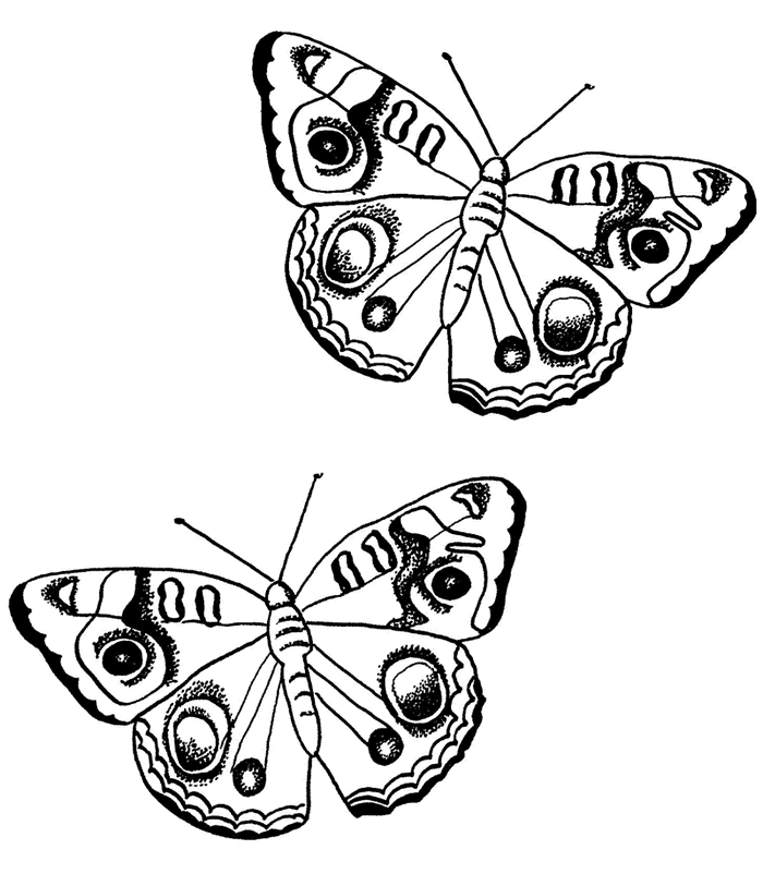 Mariposa #6293