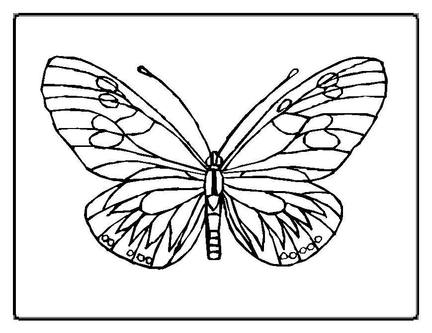 Mariposa #6295