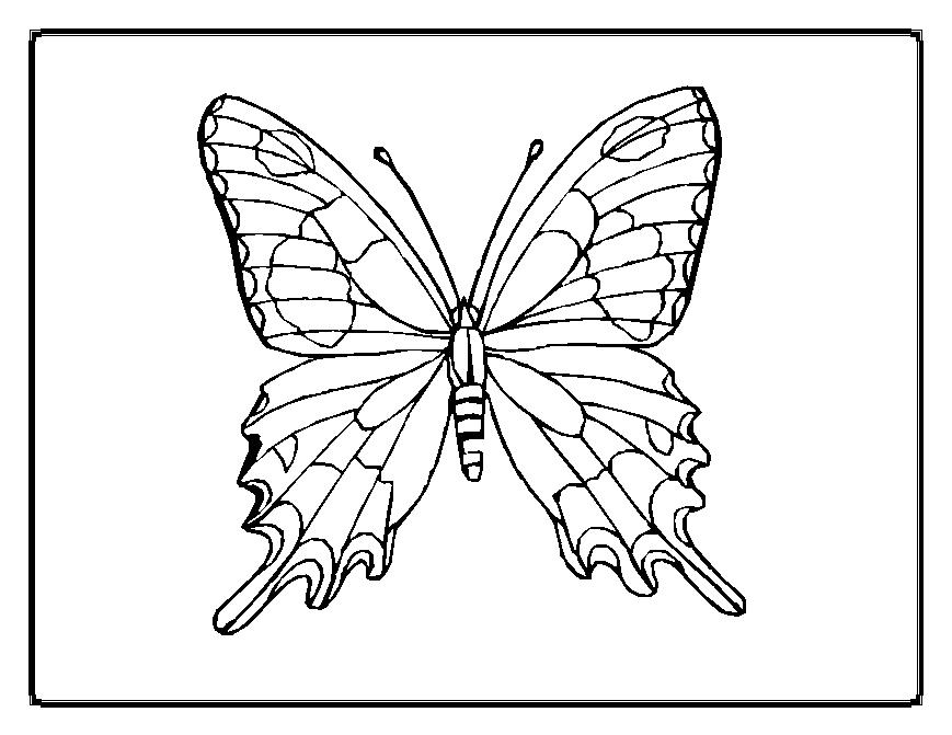 Mariposa #6300