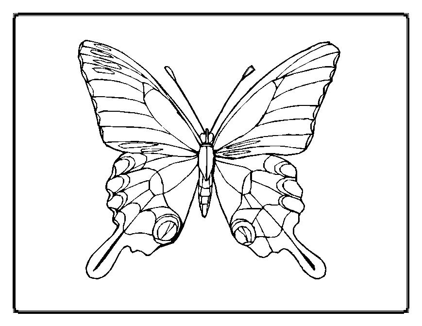 Mariposa #6304