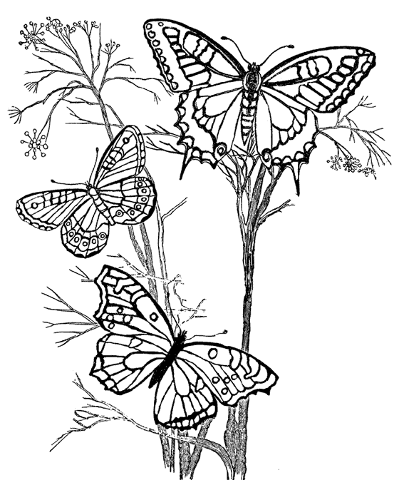 Mariposa #6307