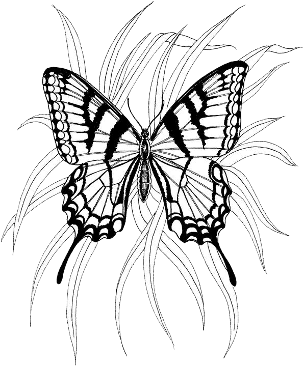 Mariposa #6309