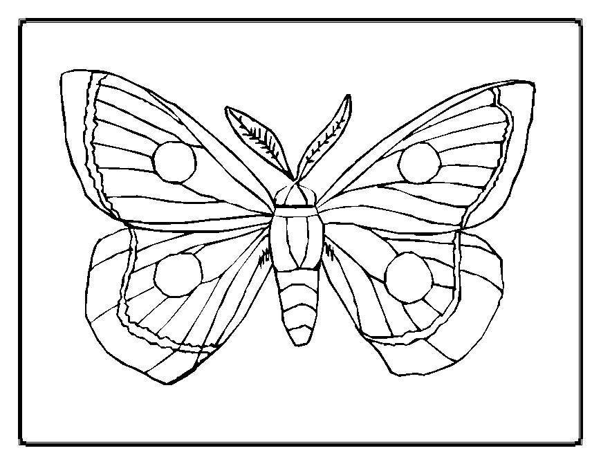 Mariposa #6311