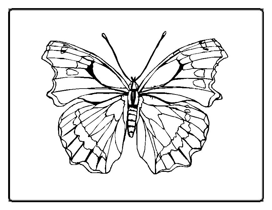 Mariposa #6316