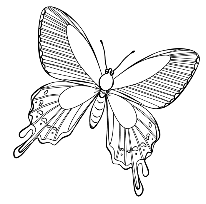 Mariposa #6317