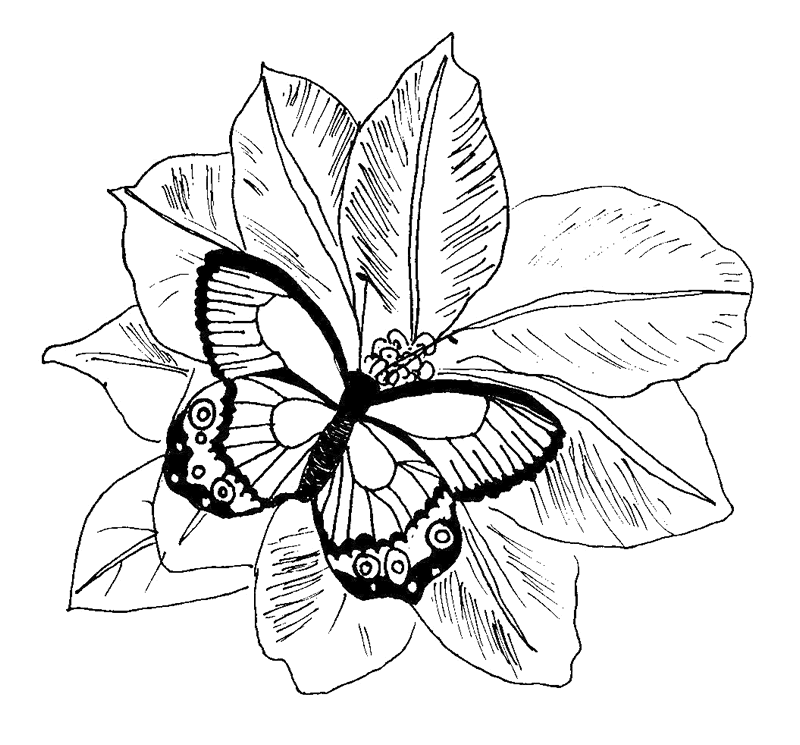 Mariposa #6320