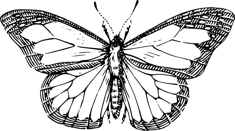 Mariposa #6324