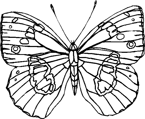 Mariposa #6331