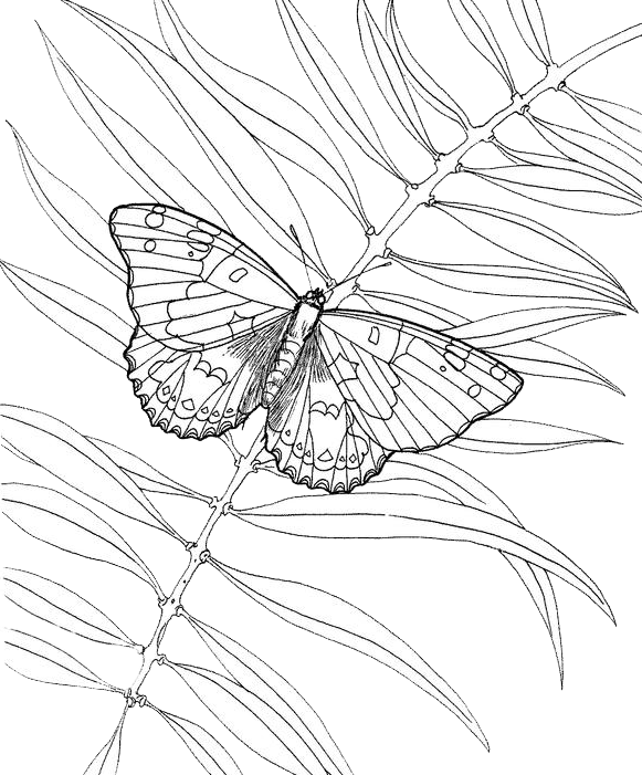 Mariposa #6336