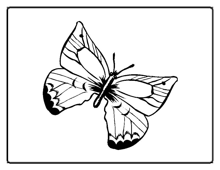 Mariposa #6339