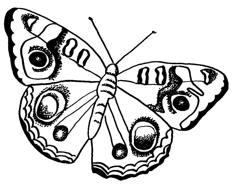 Mariposa #6350