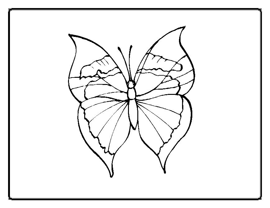Mariposa #6351