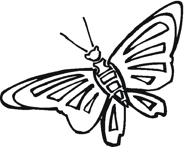 Mariposa #6355