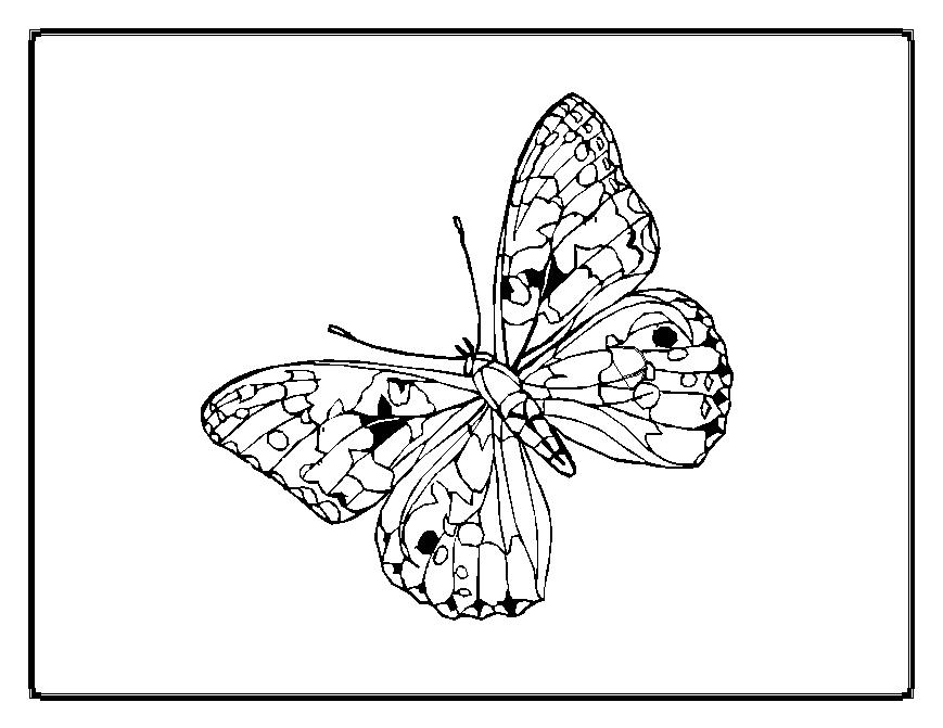 Mariposa #6365