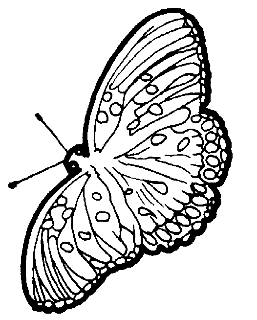Mariposa #6370