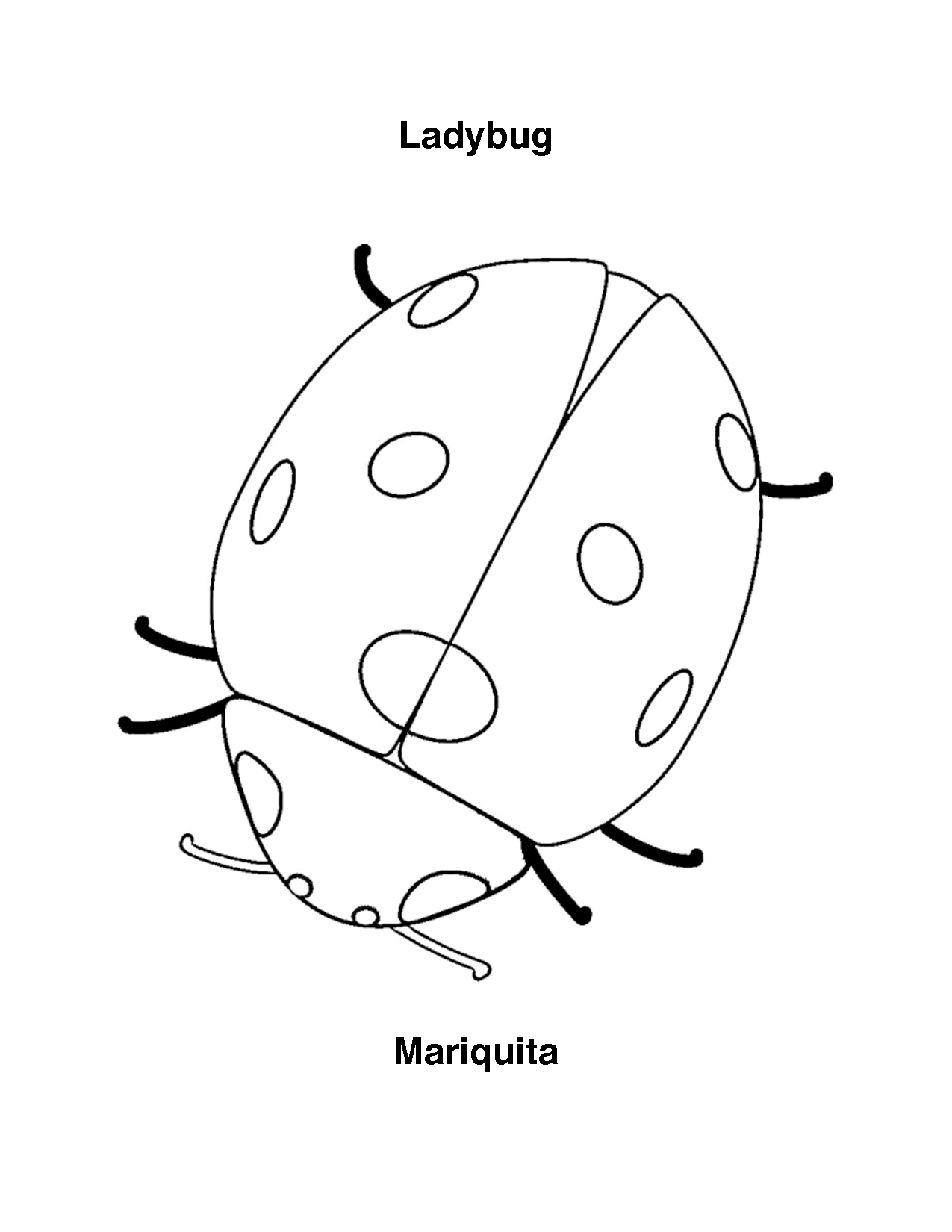 Mariquita #6376