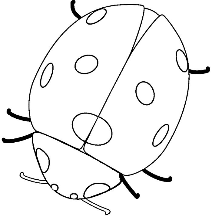 Dibujo de Mariquita para colorear y pintar #6377