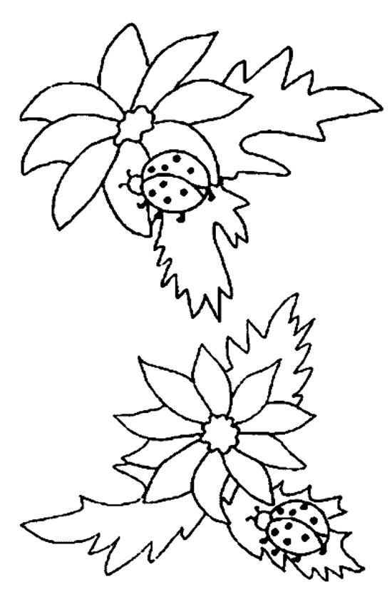 Mariquita #6477