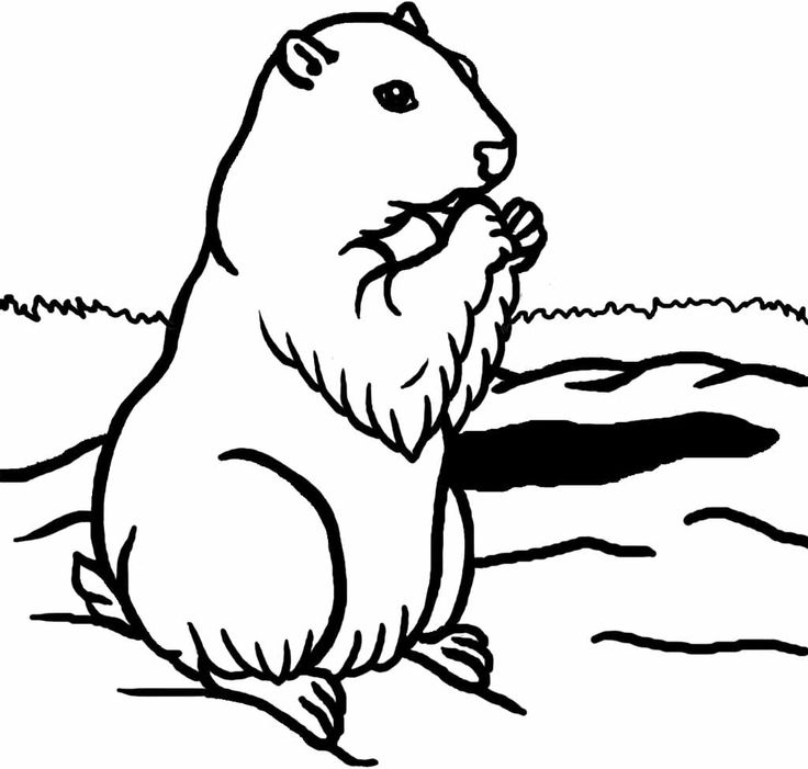 Marmota #6482