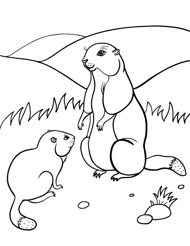Marmota #6483