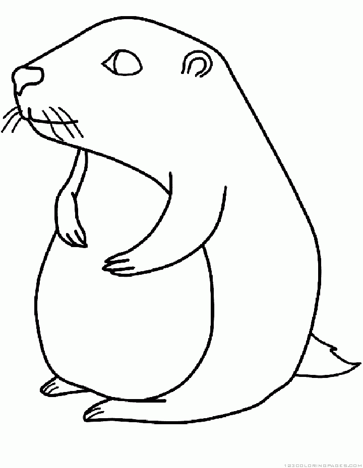 Marmota #6485