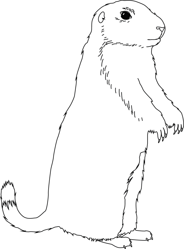 Marmota #6486