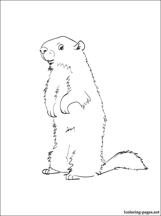 Marmota #6487