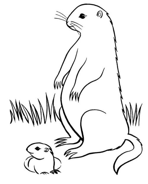 Marmota #6488