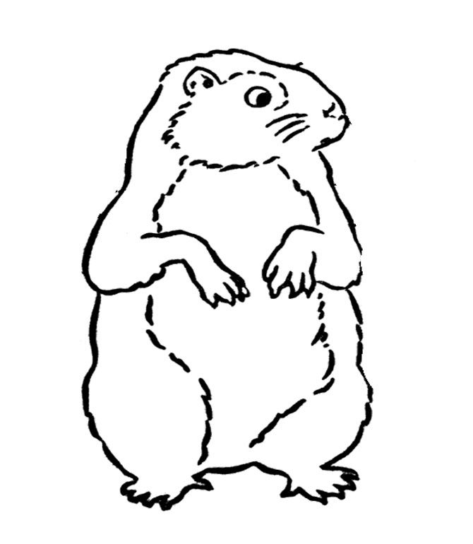 Marmota #6490
