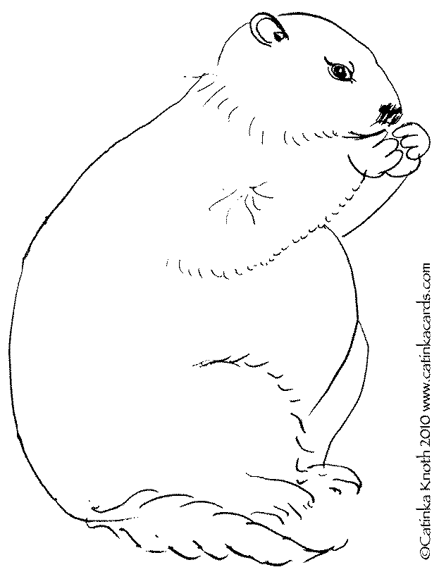 Marmota #6500