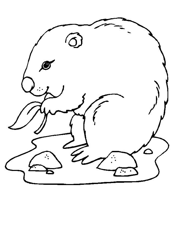 Marmota #6504