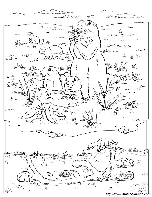 Marmota #6505