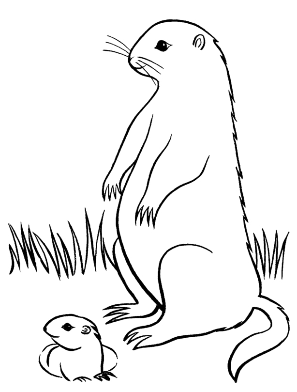 Marmota #6515