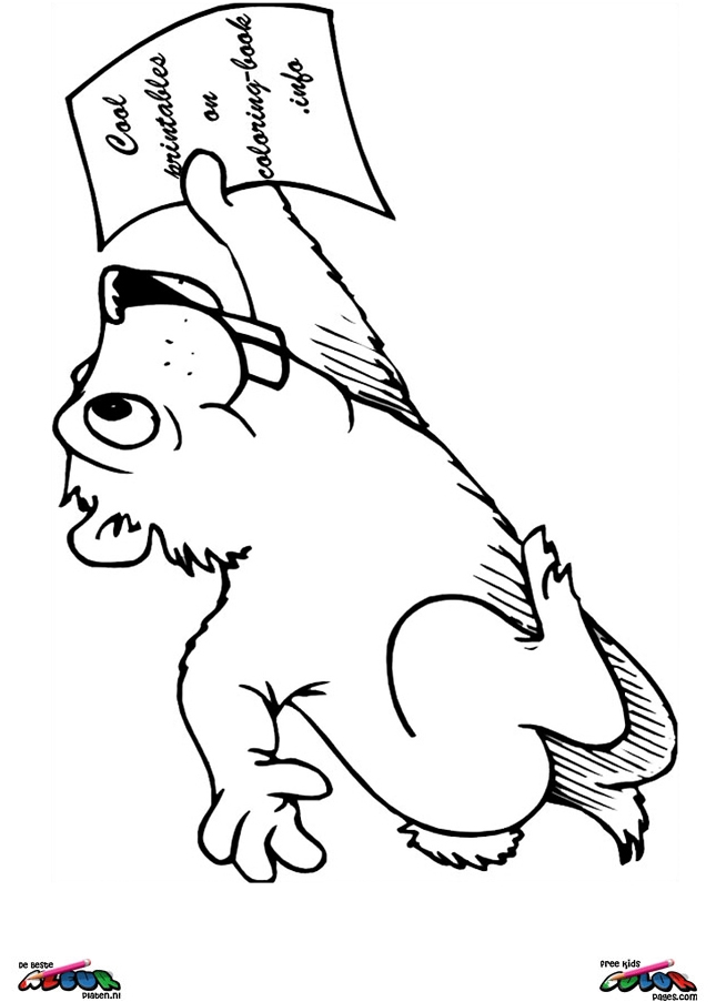 Marmota #6516
