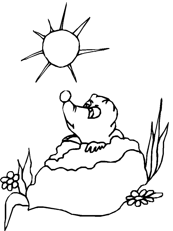 Marmota #6517