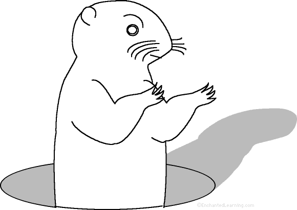 Marmota #6528