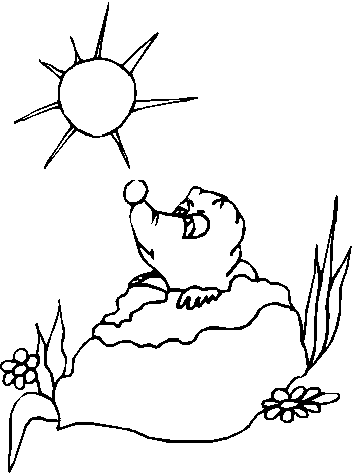 Marmota #6539