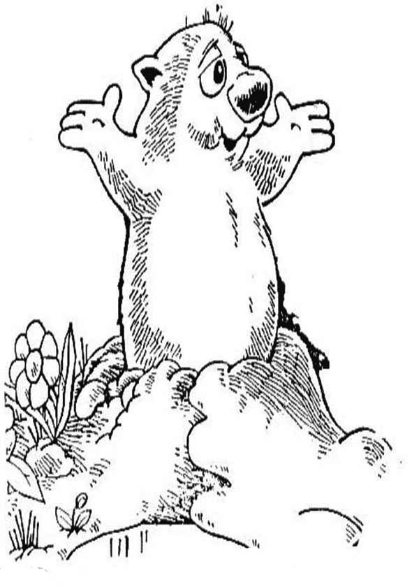 Marmota #6557
