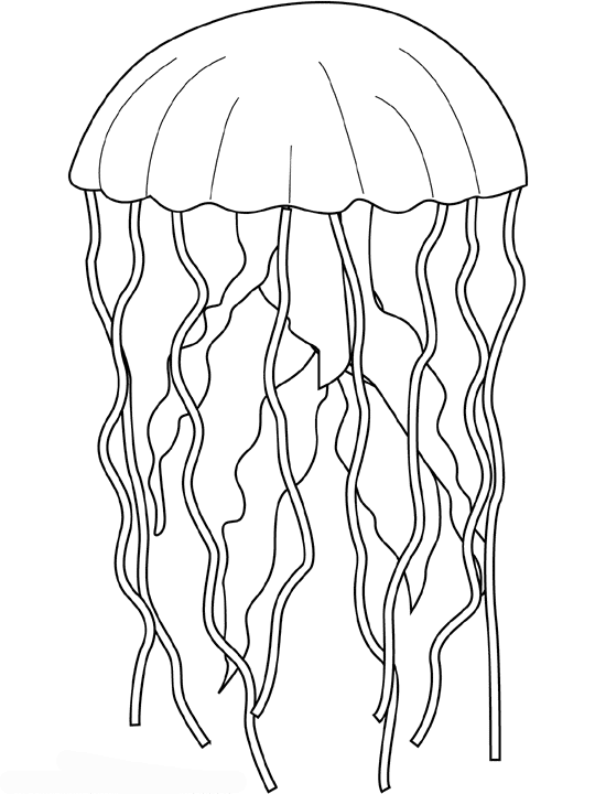 Medusa #6582