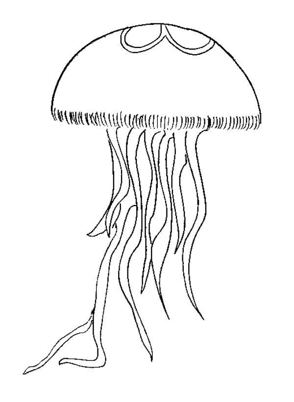 Medusa #6586
