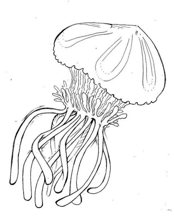 Medusa #6597