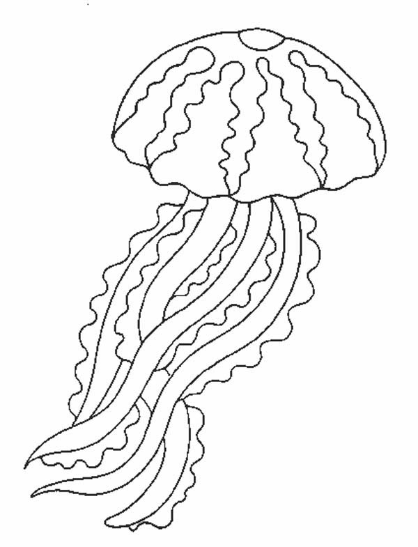 Medusa #6602