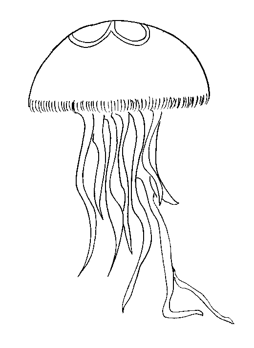 Medusa #6609