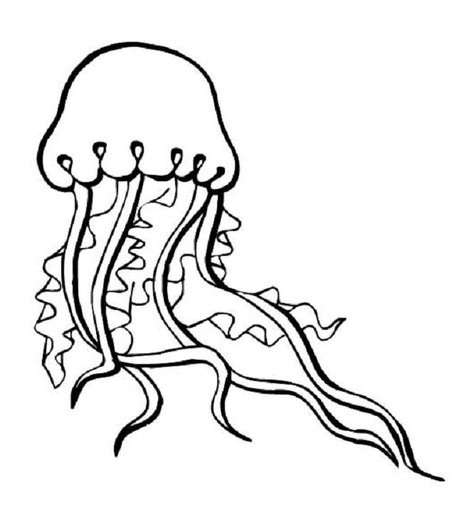 Medusa #6610