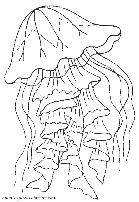 Medusa #6611