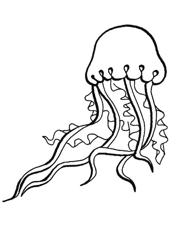 Medusa #6612