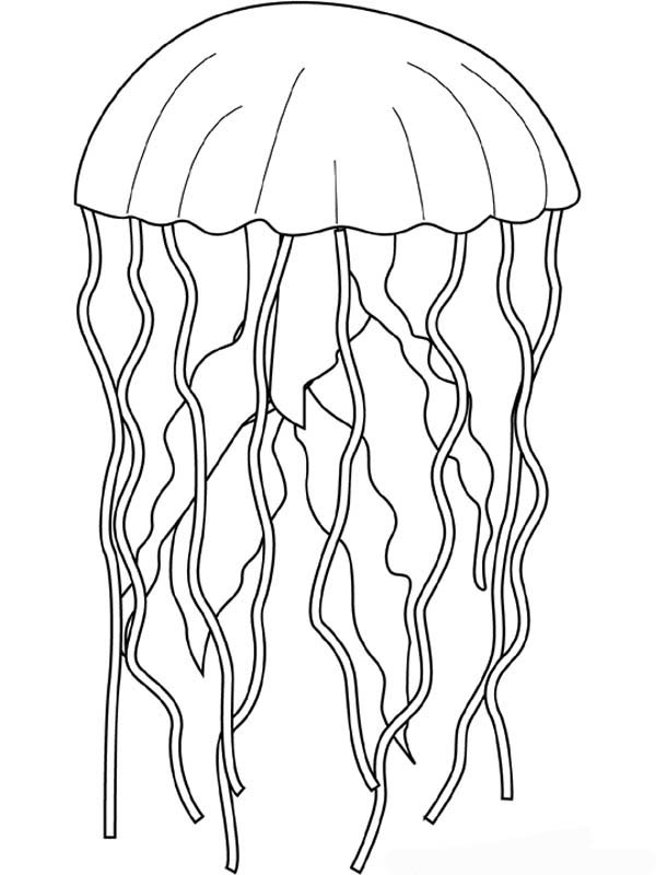 Medusa #6614