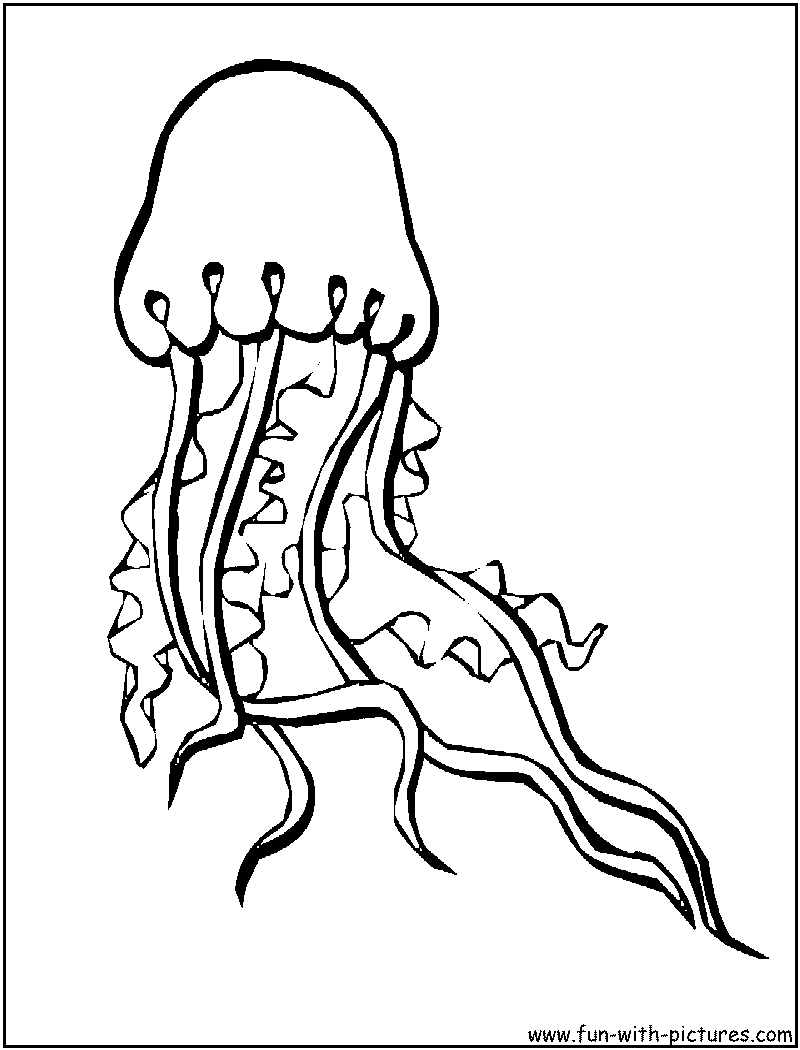 Medusa #6618
